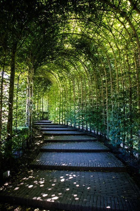 House Garden Design, Green Tunnel, Northumberland England, Alnwick Castle, Castle Garden, Garden Design Ideas, Garden House, Ideas Garden, School Age