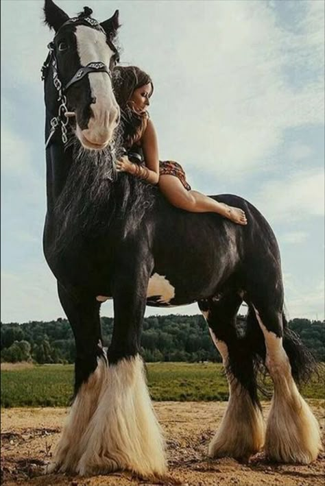 Horse Photoshoot, Foto Cowgirl, Shire Horse, Clydesdale Horses, Wilde Westen, Big Horses, Most Beautiful Horses, Work Horses, Friesian Horse