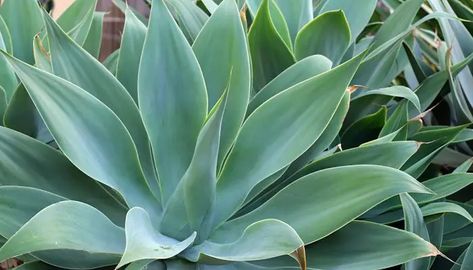 Cómo Cultivar Plantas de Agave En Un Paso A Paso Blue Flame Agave, Indoor Plants Apartments, Water Wise Landscaping, Agave Attenuata, Indoor Plants Styling, Palm Green, Types Of Succulents, Water Projects, Agave Plant