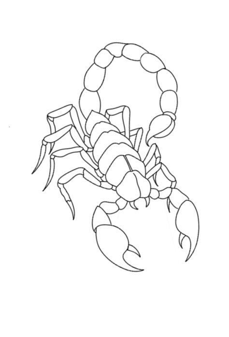 Scorpion Coloring Pages, Scorpion Drawing Sketches, Scorpion Drawing Simple, Scorpion Tattoo Outline, Scorpion Tattoo Stencil, Scorpion Outline, Traditional Tattoo Drawings, Sand Drawing, Optical Illusion Tattoo