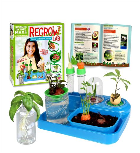 REGROW SCIENCE KIT EDUCATIONAL EXPERIMENTS Sunday Ootd, Stem Experiments, Science Kits For Kids, Wooden Tool Boxes, Diy Science, Kids Imagination, Class Room, Presents For Kids, Science Kits