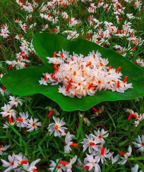 Flowers Dp, Flower Reference, Nature Photography Flowers, Purple Flowers Wallpaper, Diy Raised Garden, Flowers Photography Wallpaper, Flower Garden Design, K Wallpaper, Nothing But Flowers