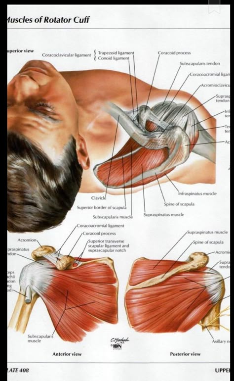 Shoulder Muscles Anatomy, Muscles Diagram, Supraspinatus Muscle, Infraspinatus Muscle, Punkty Spustowe, Muscle Diagram, Shoulder Anatomy, Muscles Anatomy, Human Muscle Anatomy