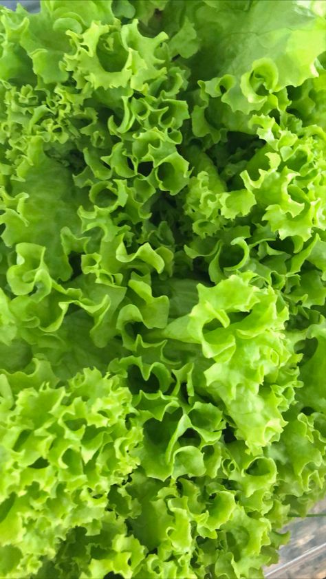 aesthetics of vegan food Lettuce Aesthetic, Healthy Food Salad, Food Salad, Fresh Cut Grass, Salad Vegan, Future Farms, Water Intake, People Eating, Apple Crisp