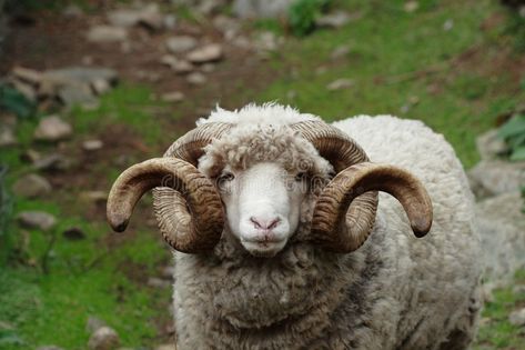 Ram with curly horns - close-up on face. Large Ram with long curly horns staring , #Affiliate, #horns, #close, #Ram, #curly, #face #ad Deer Jumping, Personalized Coloring Book, Close Up Faces, Save Wildlife, Sheep Breeds, Mask Cute, Wolf Pictures, Cute Sheep, Rare Breed