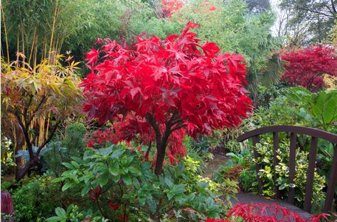 Acer Palmatum Osakazuki gives the reddest colour of all the Acers. Acer Trees, Plant Help, Garden Beautiful, Japanese Maple Tree, Acer Palmatum, English Country Gardens, Bonsai Garden, Hardy Plants, Japanese Maple