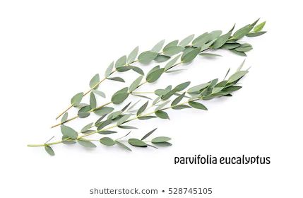 Parvifolia Eucalyptus, Eucalyptus Branches, Green Eucalyptus, White Stock, Diy Wedding Decorations, Bridal Couture, 3d Objects, Diy Wedding, Save The Date