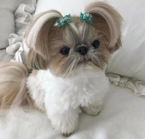 Baby Shih Tzu, Shih Tuz, Shih Tzu Haircuts, Perro Shih Tzu, Shitzu Dogs, Shih Tzu Grooming, Shitzu Puppies, Dog Haircuts, Shih Tzu Puppy