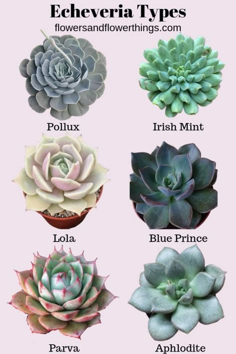 40 Echeveria Types & Care (with pictures) - Flowersandflowerthings Echeveria Types, Makeup Kawaii, Different Types Of Succulents, Succulents Wallpaper, Succulent Names, Types Of Succulents Plants, Kaktus Dan Sukulen, Succulent Garden Design, Succulent Garden Diy