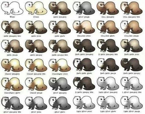 Ferret color chart Ferret Collar, Ferret Colors, Ferret Ideas, Animal Markings, Ferrets Care, Baby Ferrets, Ferret Cage, Pet Ferret, Cute Ferrets