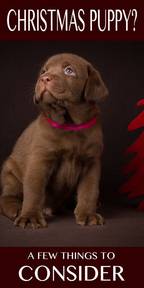 Some things to consider if you are hoping to bring a puppy home this Christmas Australian Special Forces, Lacrosse Tips, Puppy For Christmas, Christmas In Connecticut, Chocolate Lab Puppies, Chocolate Labs, Dog Christmas Stocking, Training Puppy, Dog Stocking