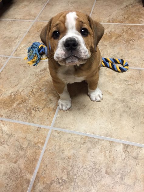 My Beabull puppy Chubbs Beabull Puppies, English Bulldog For Sale, Baby Wish List, English Bulldogs, English Bulldog, Puppy Love, Dog Mom, Animals And Pets, Funny Dogs