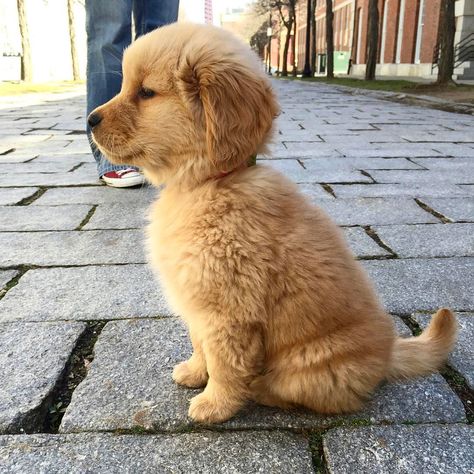 5,535 Likes, 102 Comments - Oshie Golden Bear (@oshiegoldenbear) on Instagram: “I noticed I feature a lot of good boys and not enough good girls. We mustn’t forget that all dogs…” Golden Retriever Mix, Golden Retriever Puppy, Retriever Puppy, Golden Retrievers, Welsh Corgi, Funny Cartoon, Big Dogs, 귀여운 동물, Border Collie