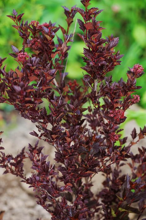 7+ Shrubs With Red Leaves All Year (+ Our Red Leaf Deciduous Shrubs Guide!) Tiny Wine Ninebark, Ninebark Shrub, Small Shrubs, Foundation Planting, Crape Myrtle, Plant Tags, Butterfly Bush, Blush Flowers, Flowering Shrubs