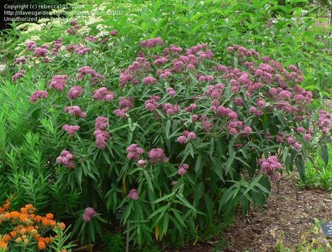 Asclepias incarnata 'Cinderella'  (swamp milkweed) Rose Milkweed, Milkweed Garden, Butterfly Nectar, Butterfly Milkweed, Asclepias Incarnata, Native Plant Garden, Florida Native Plants, Milkweed Plant, Swamp Milkweed