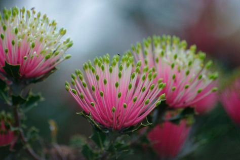 Australian Endangered Plant — Adam Robinson Design Kitchen Sink Window Treatments, Sink Window, Kitchen Sink Window, Endangered Plants, Australian Native Garden, Australian Wildflowers, Hedging Plants, Australian Flowers, Australian Native Flowers