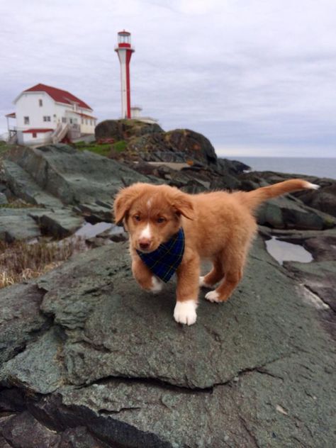 Yarmouth, NS Lighthouse and NS Duck Toller pup. Toller Retriever Puppies, Duck Toller Puppy, Nova Scotia Retriever, Nova Scotia Duck Tolling Retriever Puppy, Novia Scotia Duck Tolling Retriever, Toller Puppies, Duck Toller Retriever, Toller Puppy, Duck Retriever