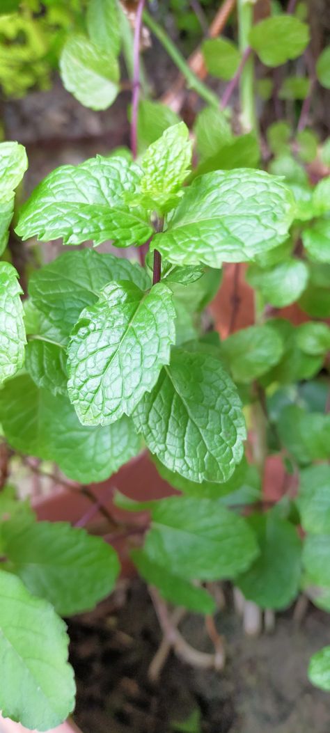 Mint Leaves : Photo by Dr Sharad Singh #NaturePhotography #nature #photography #DrSharadSingh #drsharsdsingh #miss_Sharad #naturephotographer #horizonphotography #MintLeaves Leaves Photo, Mint Plants, Plant Background, Aromatic Herbs, Nature Photographs, Mint Leaves, Medicinal Plants, Animals Beautiful, Plant Leaves