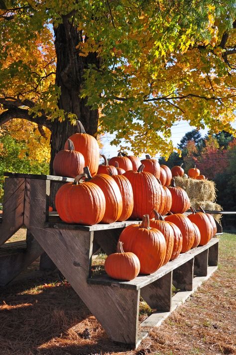 Autumn Pumpkin Stand Pumpkin Displays Outside, Fall Favors, Step Display, Fall Displays, Hobby Farming, Pumpkin Stands, Pumpkin Display, Fall Stuff, Fall Landscape