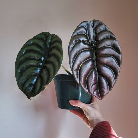 Alocasia Cuprea, Greenhouse Terrarium, Houseplant Aesthetic, Plant Fungus, Plant Wishlist, Paper Plants, My Plant, Unusual Plants, Metallic Luster