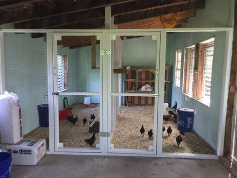 Honeymooners Turn Old Garden Shed into Palace for Super-Spoiled Pets | BackYard Chickens - Learn How to Raise Chickens Shed To Chicken Coop, Shed Chicken Coop, Chicken Shed, Duck Coop, Portable Chicken Coop, Spoiled Pets, Coop Design, Best Chicken Coop, Chicken Coop Designs