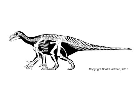 Iguanodon bernissartensis Skeletal Drawing, Dinosaur Drawing, Dinosaur Illustration, Dinosaur Skeleton, Extinct Animals, Prehistoric Creatures, A Dinosaur, Dinosaur Design, Prehistoric Animals