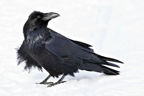 raven Raven Photography, Common Raven, Le Cri, Black Birds, Popular Photography, Crows Ravens, Photo Awards, Photography Awards, Bird Photo