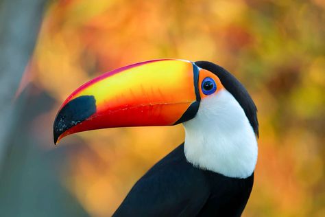 Toucan Craft, Toucan Illustration, Frans Lanting, Toucan Art, Toco Toucan, Birds Photography, Rainforest Animals, Animal Sketches, Photography Awards