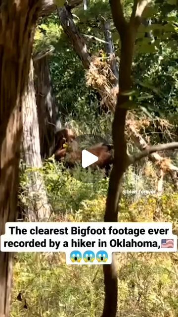 ‏‎7,357 likes, 285 comments - ‎‏‏‎ancientscientist‎‏ في ‏‎October 14, 2024‎‏‏‎: "A video claiming to show the clearest footage of Bigfoot is going viral, capturing the attention of people online. TMZ confirmed that the video was filmed by a terrified hiker in Oklahoma, who called it the "scariest moment of my life." The footage shows a large, Mysterious creature moving through the forest, bringing the Bigfoot mystery back into the spotlight. If experts confirm it, this could be the closest and m Real Bigfoot Pictures, Bigfoot Footage, Bigfoot Video, Real Bigfoot, Bigfoot Pictures, History Egypt, Amun Ra, Bigfoot Sightings, Egypt Pyramids