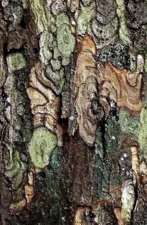 Build Resilience, Tree Textures, Judi Dench, Texture Inspiration, Kamakura, Arte Inspo, Tree Bark, Natural Forms, Green Aesthetic