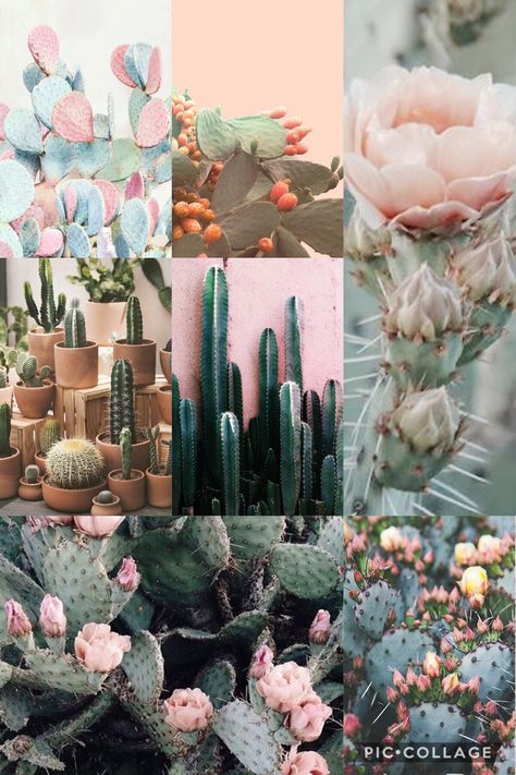 Cactus Colour Palette, Cactus Mood Board, Aesthetic Wallpaper Cactus, Cactus Background Aesthetic, Cacti Aesthetic Wallpaper, Cactus Aesthetic, Normal Design, Color Journal, Branding Images