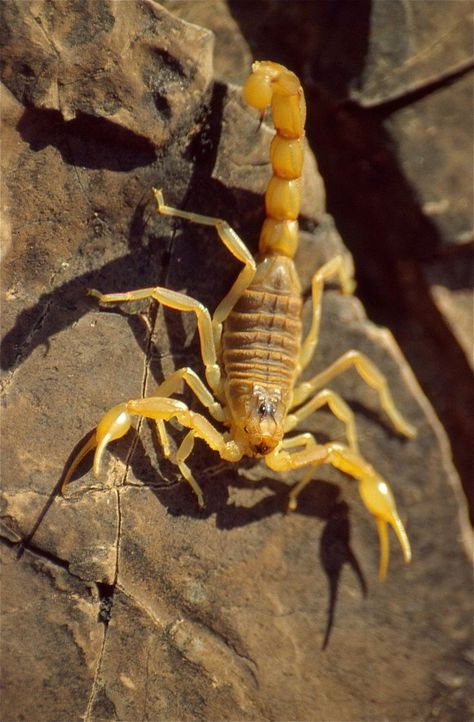 Mesobuthus Scorpion Pictures, Drawing Scorpion, Scorpion Drawing, Desert Scorpion, Scorpion Art, Venomous Animals, Arachnids Spiders, Scorpio Scorpio, Animal Aesthetic