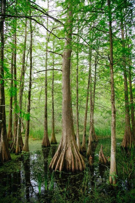 Mother Tree, Minute Meditation, Swamp Tours, New Orleans Elopement, Earth Energy, Japanese Incense, Local Color, Tree Images, Cypress Trees