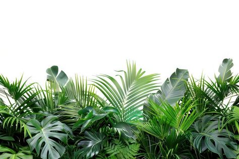 Lush tropical green foliage background | free image by rawpixel.com / Tang Tropical Background Landscape, Jungle Border, Foliage Background, Stem Flowers, Tropical Landscape, Studio Background Images, Border Plants, Tropical Green, Tropical Forest