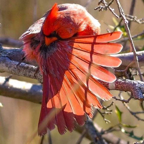 Cardinal Wings, Cardinal Aesthetic, Cardinals Wallpaper, Cardinal Birds Art, Northern Cardinal, Winter Backdrops, Outdoor Christmas Tree, Birds In The Sky, Jay Bird