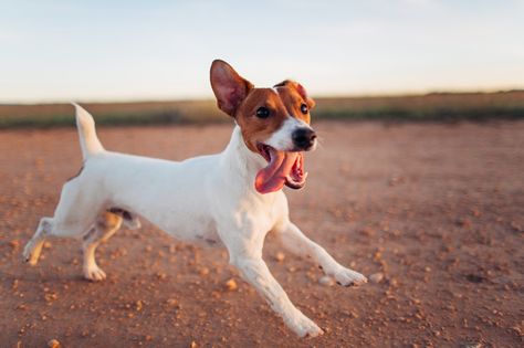 Dog Looking Up Reference, Dog Art Reference Photo, Dog Running Reference, Dogs Running, Running With A Dog, Dog Poses, Dog Photoshoot, Best Dog Training, Purebred Dogs