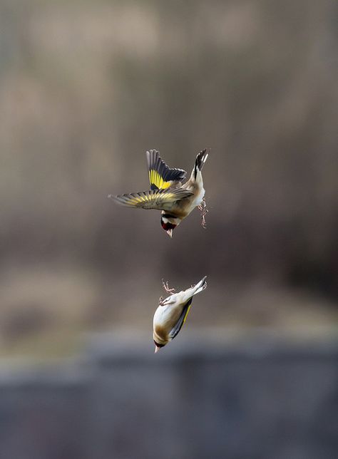 European Goldfinches. Photo by micks-pics. Bird Falling, Birds In The Sky, Earth Pictures, Image Nature, Kinds Of Birds, Goldfinch, Six Feet Under, Pretty Birds, Birds Flying