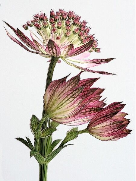 Astrantia Major, Zeeuws Knoopje Tattoo Flower Vintage, Astrantia Flower, Vintage Flower Tattoo, Collagraphy, Astrantia Major, Trendy Tattoo, Typography Art Print, Vintage Botanical Prints, Botanical Illustrations