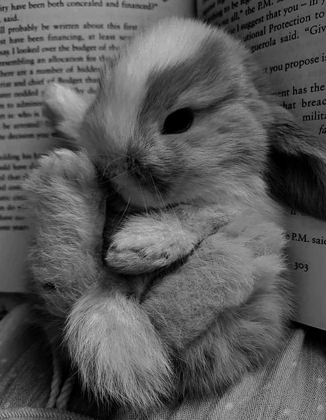 Grey Rabbit Aesthetic, Gray Rabbit, Grey Rabbit, Grey Bunny, Gray Aesthetic, Baby Bunnies, Cute Bunny, Monster High