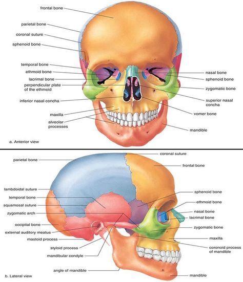 Osteology of Maxilla and Mandible Cheat Sheet by Carmilaa - Download free from Cheatography - Cheatography.com: Cheat Sheets For Every Occasion Skull Diagram, Cranial Bones, Bone Anatomy, Massage School, Skin Anatomy, Facial Bones, Skull Anatomy, Anatomy Bones, Facial Anatomy