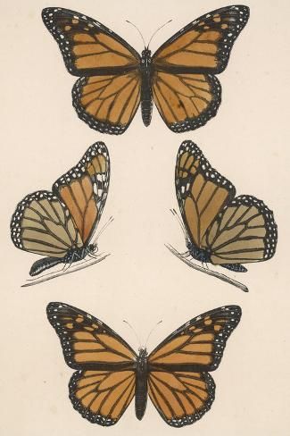 size: 18x12in Art Print: Monarch Butterfly (Danais Archippus) :