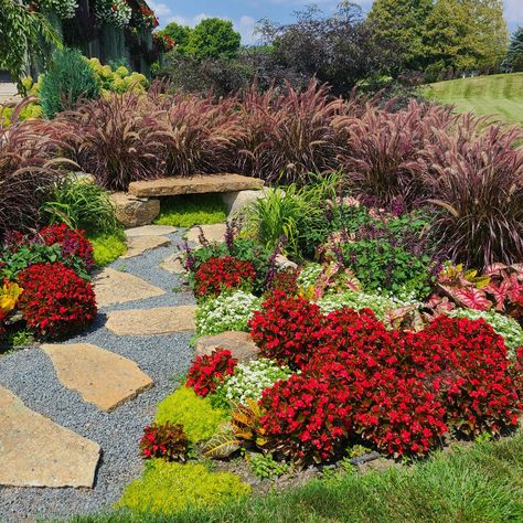 Fountain Grass Landscaping, Begonia Landscaping, Roses And Ornamental Grasses, Red Fountain Grass Landscaping, Purple Ornamental Grasses, Purple Fountain Grass Container, Grass With Purple Flowers, Red Begonia, Red Fountain Grass