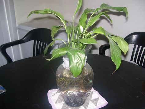 Peace Lily And Beta Fish, Beautiful Betta Fish, Aquarium Soil, Artificial Coral, Fish Vase, Perfect Things, Betta Tank, Betta Fish Tank, Fish Tank Plants