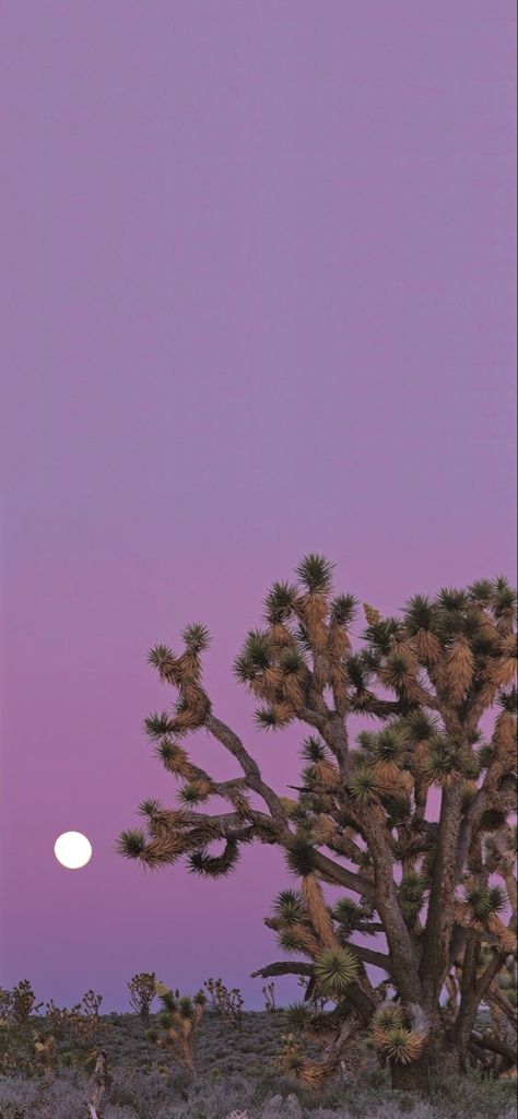 Desert Sunset Wallpaper, Wallpaper Iphone Relaxing, Cactus Background Aesthetic, Southwestern Aesthetic Wallpaper, Desert Lockscreen, Cute Cactus Wallpaper Iphone, Colorful Western Aesthetic, Purple Western Wallpaper, Purple Western Aesthetic