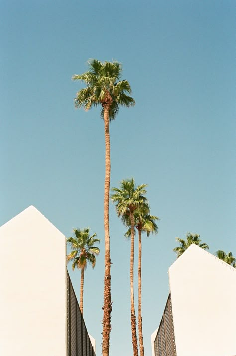 Rise Above - Palms Springs Framed Fine Art Photography Print Palm Aesthetic, Vibey Aesthetics, Palm Art, Palm Springs Branding, Palm Tree Aesthetic, Palm Springs Florida, Palm Springs Print, Palm Springs Poster, Palm Springs Graphic