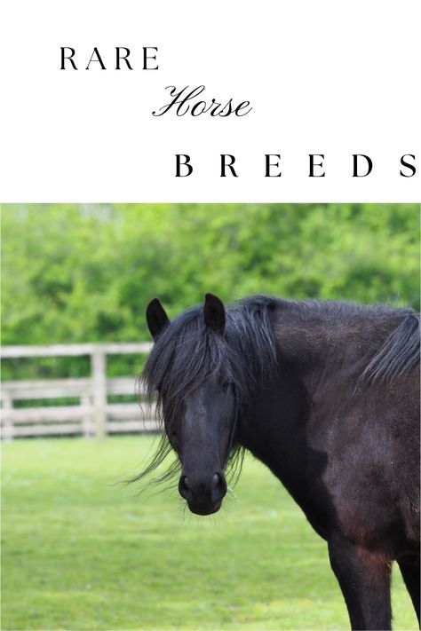 Discover the World's Rarest Horse Breeds! 🐴🌍

Explore the fascinating stories of the world's rarest horse breeds, from the shimmering Akhal Teke to the ancient Caspian Horse. Learn about their unique features, the challenges they face, and how you can help preserve these incredible animals. #RareHorseBreeds #HorseConservation #EquineLovers #AkhalTeke #CaspianHorse #EndangeredSpecies Caspian Horse, Hackney Horse, Rare Horse Breeds, Different Horse Breeds, Healthy Horses, Rare Horses, Bay Horse, Horse Equipment, Akhal Teke