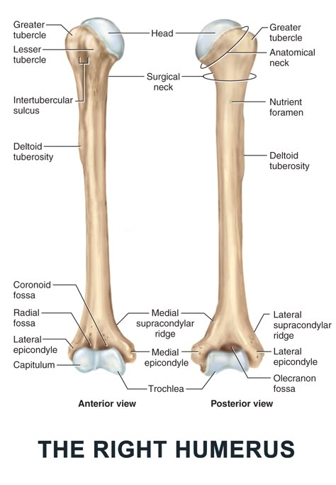 Humerus Anatomy, Pose Reference Anatomy, Human Anatomy Book, Animation Anatomy, Pectoral Girdle, Character Design Anatomy, Upper Limb Anatomy, Sketch Anatomy, Radiology Schools