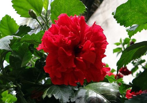 China Rose, Hibiscus Double, Rosa Sinensis, Shoe Flower China Rose Flower, Rosa China, Gardening Tips And Tricks, Flowers For Algernon, Flowers In The Attic, Lawn Alternatives, Easy Gardening, Rose Flower Pictures, Hibiscus Plant