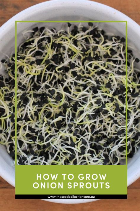 A simple step by step guide on how to grow Onion Sprouts Onion Sprouts, Sprouting Seeds, Spanish Onion, Sprouts, Garden Plants, Seeds