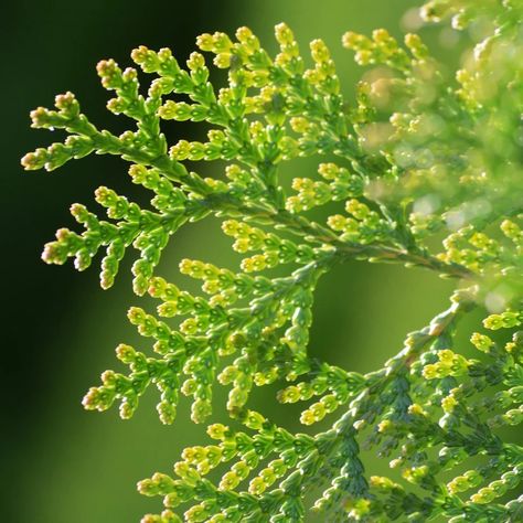 Hinoki Essential Oil, Chamaecyparis Obtusa, Cupressus Sempervirens, Italian Cypress, Cypress Oil, Pine Oil, Japanese Incense, Citrus Oil, Parts Of A Plant